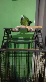 Prodám amazoňana modročelého