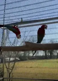 Pár ara chloroptera