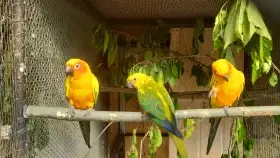 Arantinga sluneční