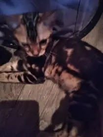 Bengálské koťátko kočička s PP