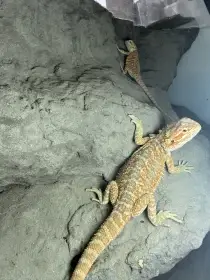 Mláďata agamy vousaté ze spojení Citrus x Citrus Orange