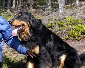 Sháním štěně Hovawarta