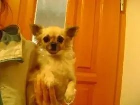 Nabízím dospělou fenu v typu čivava dlouhosrstá.