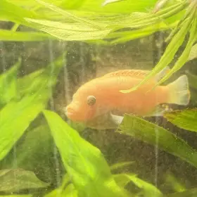 Tlamovec modrožluty - samec růžový lehce do oranžova