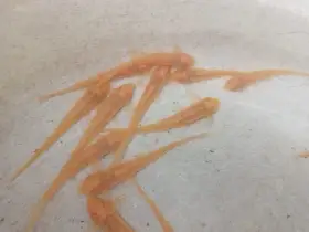 Rineloricaria parva yellow