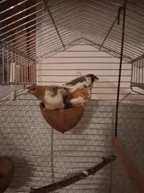 Chůvička japonská straka