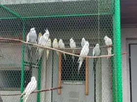 Prodej Korely bělohlavé