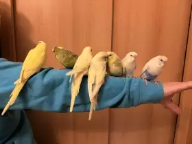 Prodám mladé andulky po vylétnutí z budky