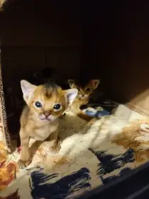 Habešská koťata s PP