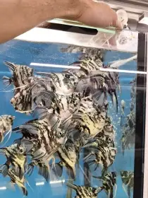 Skalára amazonská-blue marble