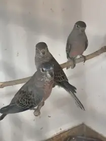 Neoféma bourek,holoubek