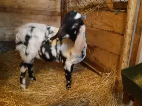 Anglonubijský kozlík 100%