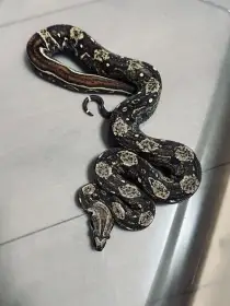 Hroznys kralovsky Boa Hypo IMG 1.1