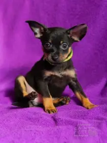 Ruský toy hladkosrstý