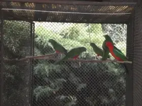 Papoušky královské