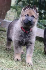 Německý Ovčák s PP