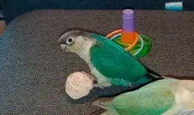 Klučík ihned k odberu