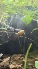 Krunýřovec sp. gold Ancistrus sp. gold