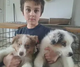 Chovatelská stanice nabízí štěňátka australských ovčáků s PP, nar.: 12. 11. 2025