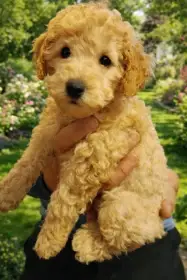 Pudl střední aprikot