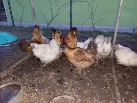 Kohoutek hedvábničky zdrobnělé