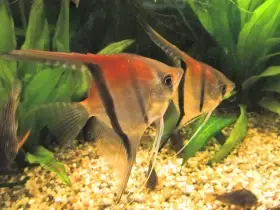 Skaláry Rio Manacapuru F-2 Simon Forkel skupina 6ks