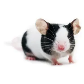 Domácí barevné samičky