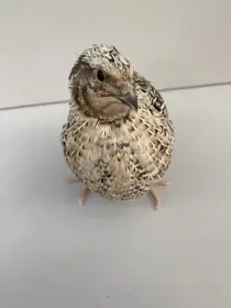 Prodám Japonské křepelky masné