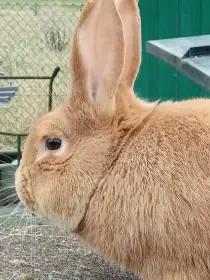 Prodám burgundskou samici