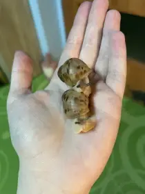 Archachatina marginata ovum Nigeria acromelanic