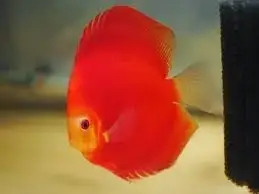 Prodej terčovců, L-sumců, skalár a jiných ryb