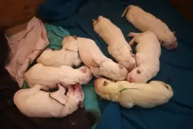 Bílý švýcarský ovčák - valentýnská štěňátka s PP