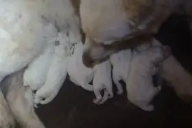 Při porodu - na Valentýna