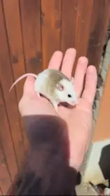 Dobře krmené mastomyši