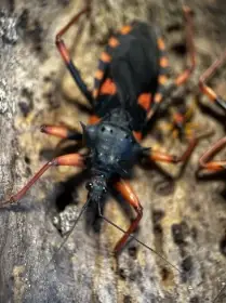 Psytalla horrida 4. - 5.  svlek