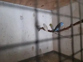 Papoušíček šedokřídlý