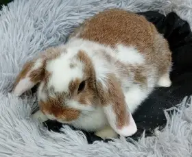 Zakrslý beránek D2