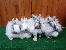 Zakrslý genový teddy