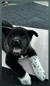 Americká Akita štěňátka s PP prodám