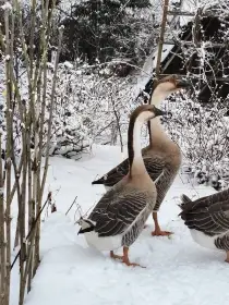 Prodám par husy labutí