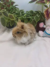 Zakrslý králík - lvíček