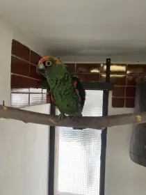 Prodám papouška konžského gg,
