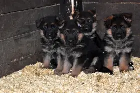 Německý ovčák štěňate s PP supr kup