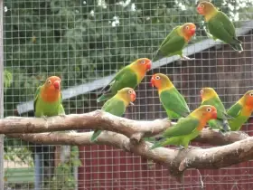 Agaporbnis fišerův