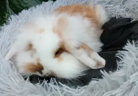 Zakrslý beránek D1