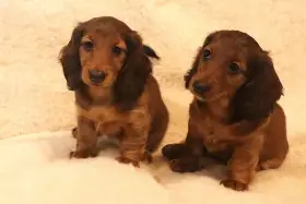 Štěňátka - jezevčík trpasličí dlouhosrstý