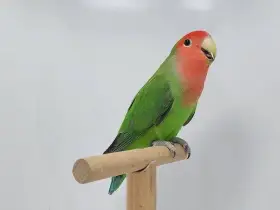 Dospělý, vybarvený