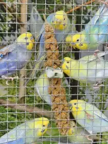 Pár duhových andulek 2025