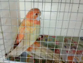 Prodám Rosela penant