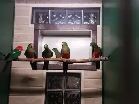 Papoušek Královský